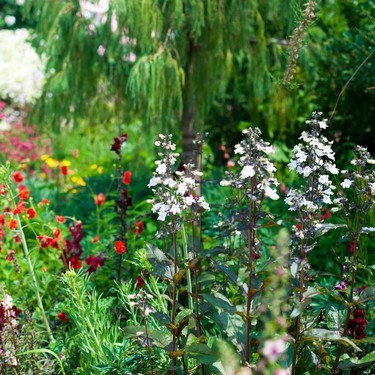 4月に植え付ける花のおすすめ品種20選！各種の特徴や花言葉を紹介！