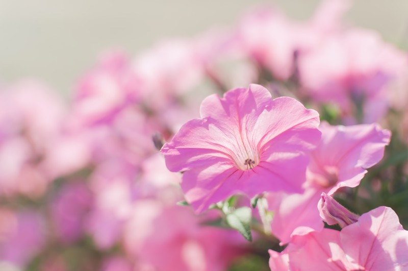 8月2日の誕生花!色別の花言葉・誕生石に記念日もご紹介!