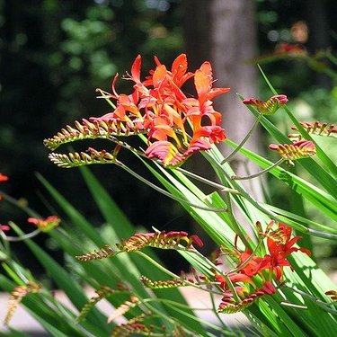 8月3日の誕生花は何？特徴・育て方や誕生石に記念日もご紹介！