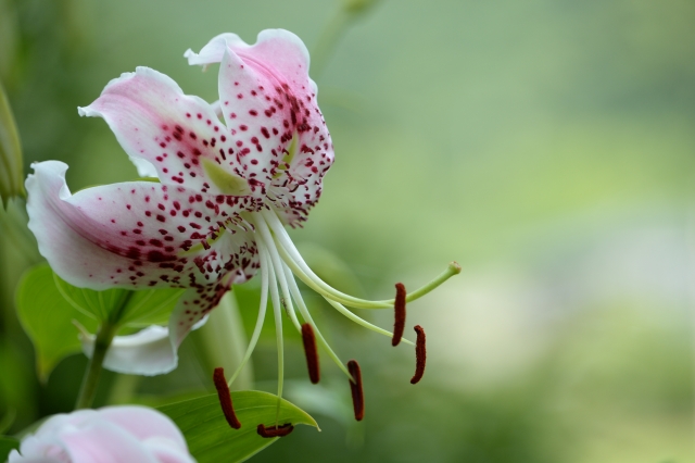 8月4日の誕生花は？特徴・育て方やゆかりの有名人に記念日もご紹介！