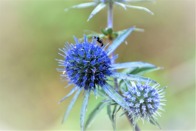 8月5日の誕生花は何?特徴や育て方・誕生石に記念日もご紹介!