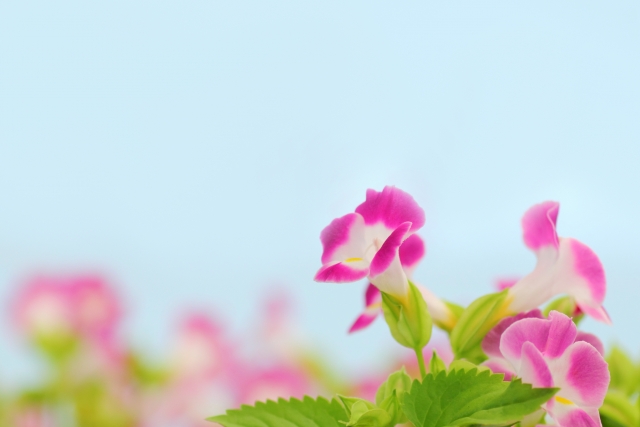 8月6日の誕生花！特徴・育て方や誕生石にゆかりの有名人もご紹介