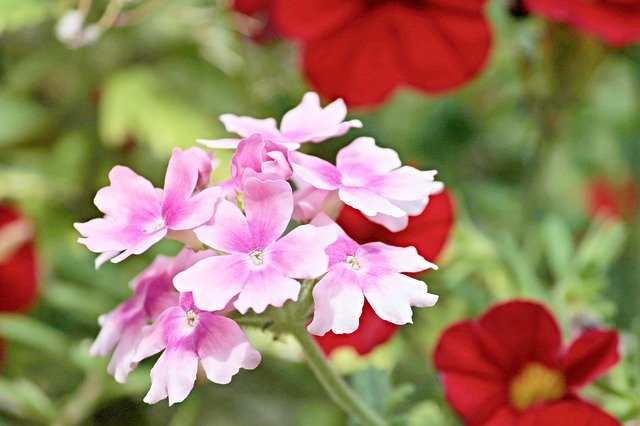 8月12日の誕生花は?色ごとの花言葉や育て方・記念日もご紹介!