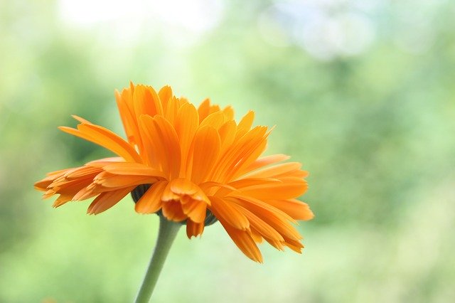 8月15日の誕生花！特徴や育て方・誕生石に記念日もご紹介