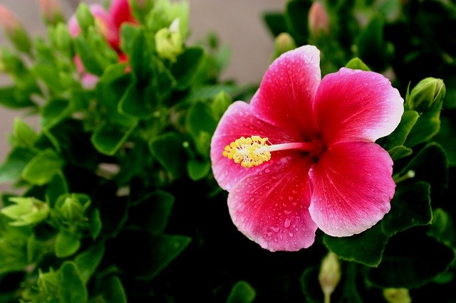 8月24日の誕生花!花色ごとの花言葉や誕生石・記念日もご紹介!