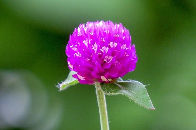 8月30日の誕生花は?特徴・育て方や記念日・ゆかりの有名人も!