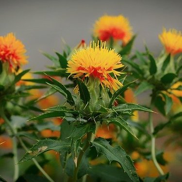 ベニバナ（紅花）の利用法・花言葉を紹介！昔は口紅の原材料だった？