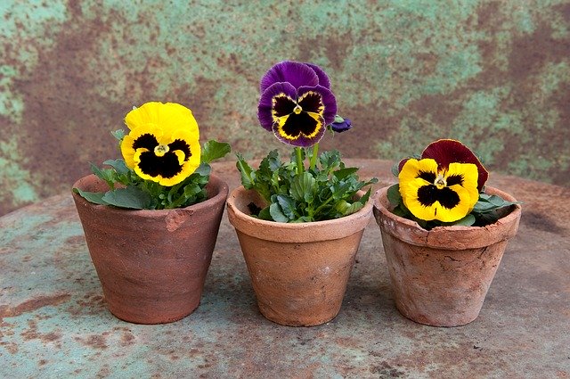 7月に種まきできる花の人気品種10選!各種の開花時期や特徴を紹介