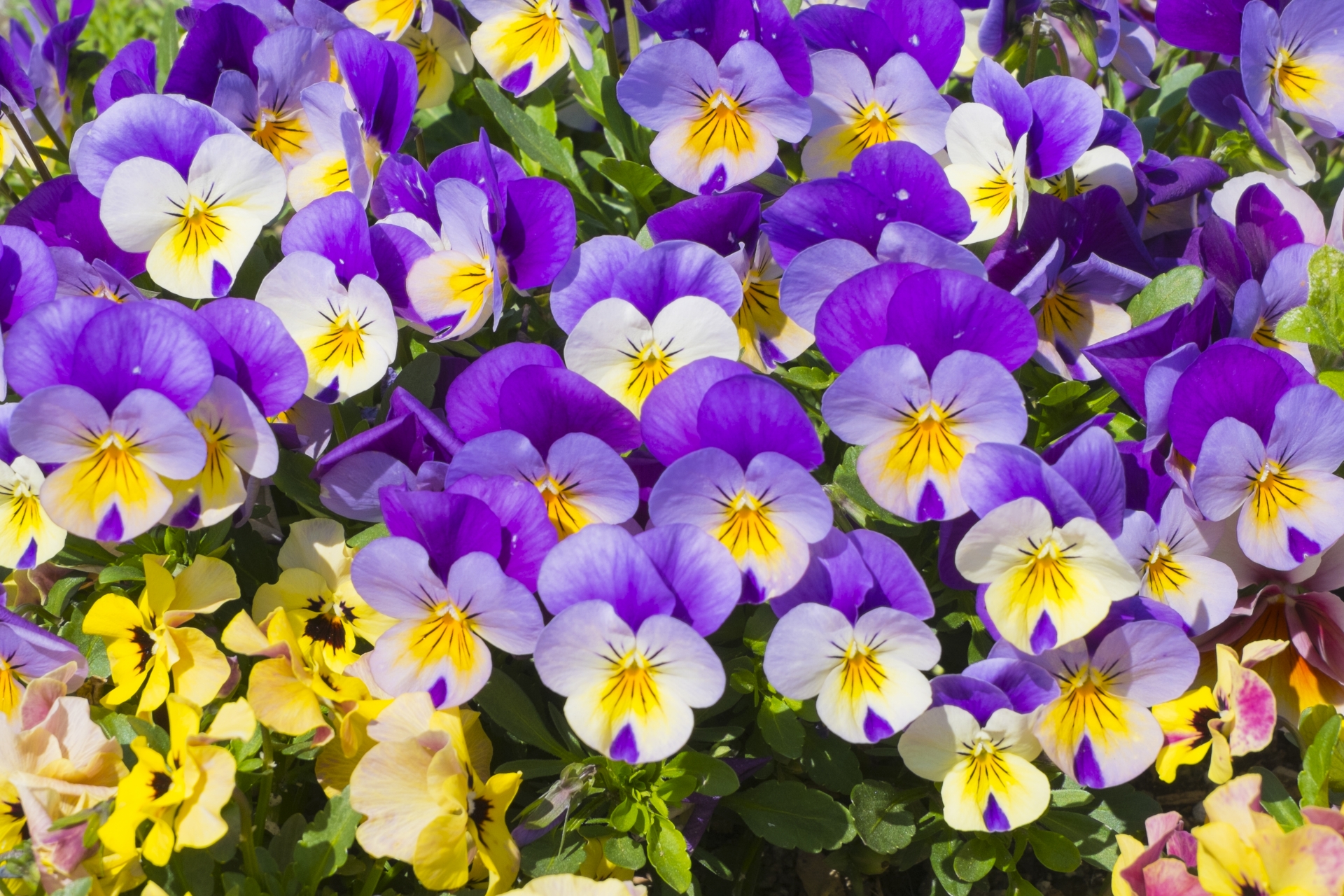 8月に種まきできる花の人気品種15選!各種の開花時期や特徴を紹介