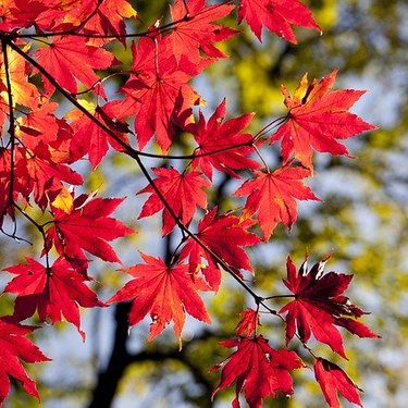 10月に種まきできる花の人気品種4選！各種の開花時期や特徴を紹介！