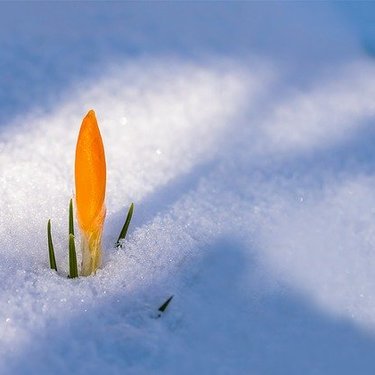 2月に種まきできる花の人気品種6選！各種の開花時期や特徴を紹介！