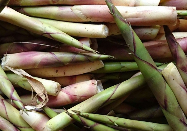 ネマガリダケとは?味はタケノコ?山菜としての特徴や食べ方を紹介!