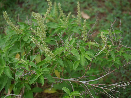 マンジェリコンとは?ハーブとしての特徴・効能や飲み方をご紹介!