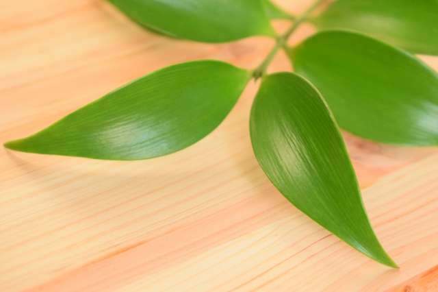 ナギ(梛)の育て方!枯れるときの原因は?上手に管理するコツも解説