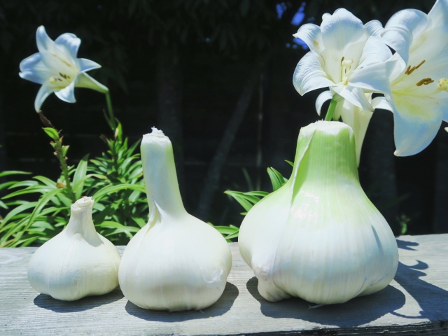 ジャンボニンニクとは?普通のニンニクとはどう違う?味・匂いや食べ方は?