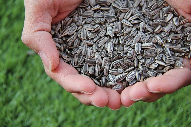 ひまわりの種おすすめ人気5選!種類の概要や食べ方のコツもご紹介!