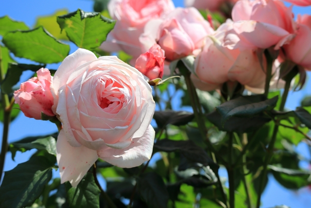 ナエマってどんなバラ?鉢植えでの管理・誘引方法や上手な仕立て方を解説!