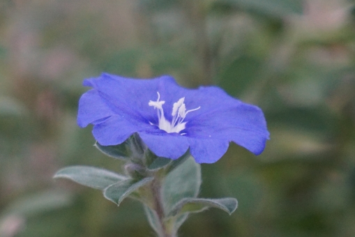 アメリカンブルーとは？特徴や育て方を解説！病害虫対策は必要？のイメージ