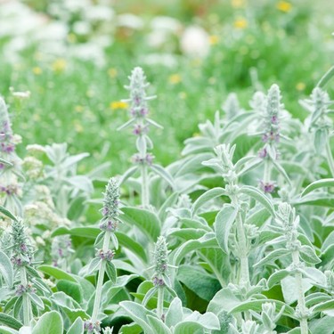 6月に植えられる多年草・宿根草12選！開花期間・花色・草丈を紹介