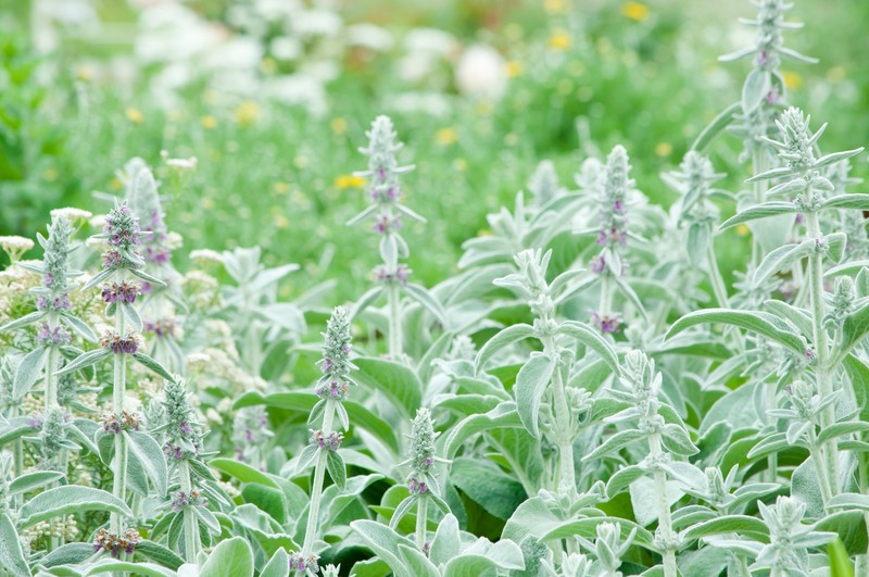 6月に植えられる多年草・宿根草12選!開花期間・花色・草丈を紹介