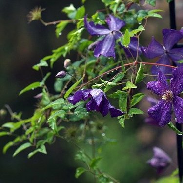 7月に植えられる多年草・宿根草16選！開花期間・花色・草丈を紹介