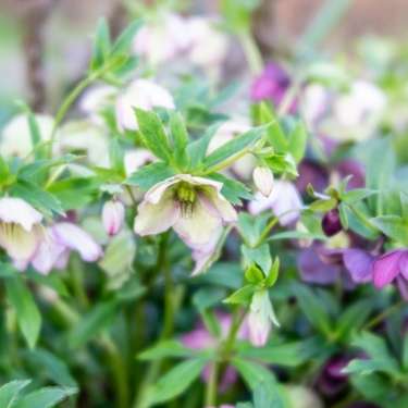 11月に植えられる多年草・宿根草21選！開花期間・花色・草丈を紹介