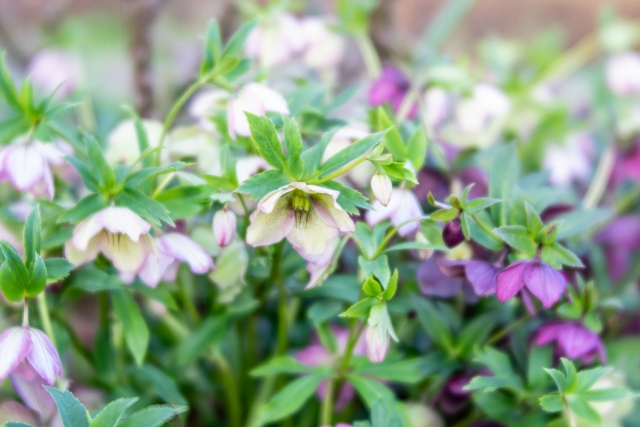 11月に植えられる多年草・宿根草21選！開花期間・花色・草丈を紹介