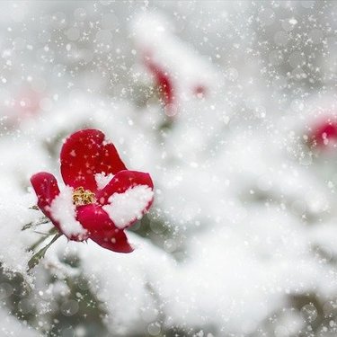 1月に植えられる多年草・宿根草8選！開花期間・花色・草丈を紹介！