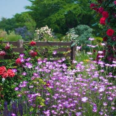 2月に植えられる多年草・宿根草10選！開花期間・花色・草丈を紹介