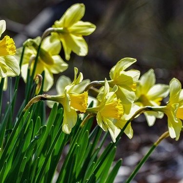 3月に植えられる多年草・宿根草18選！開花期間・花色・草丈を紹介