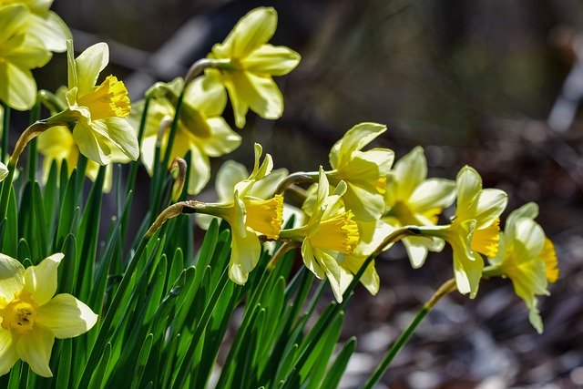 3月に植えられる多年草・宿根草18選!開花期間・花色・草丈を紹介