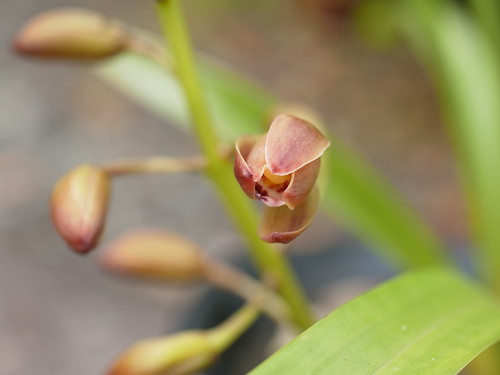 キンリョウヘン(金稜辺)とは?ミツバチとの関係や栽培方法をご紹介!