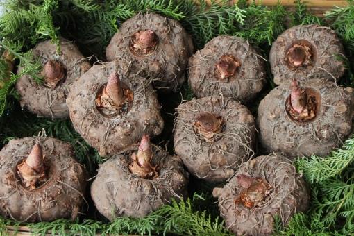 こんにゃく芋とは?こんにゃくの原料?植物としての特徴や育て方を解説!