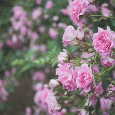 つる性植物とは？植物の種類としての意味・定義や人気品種をご紹介！