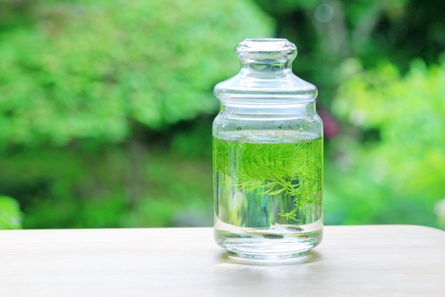 「育てる水草」とは?アクアリウムを簡単に始められるキットをご紹介!