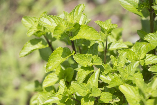 イエルバブエナとは？特徴や育て方をご紹介！モヒートに使われるミント？