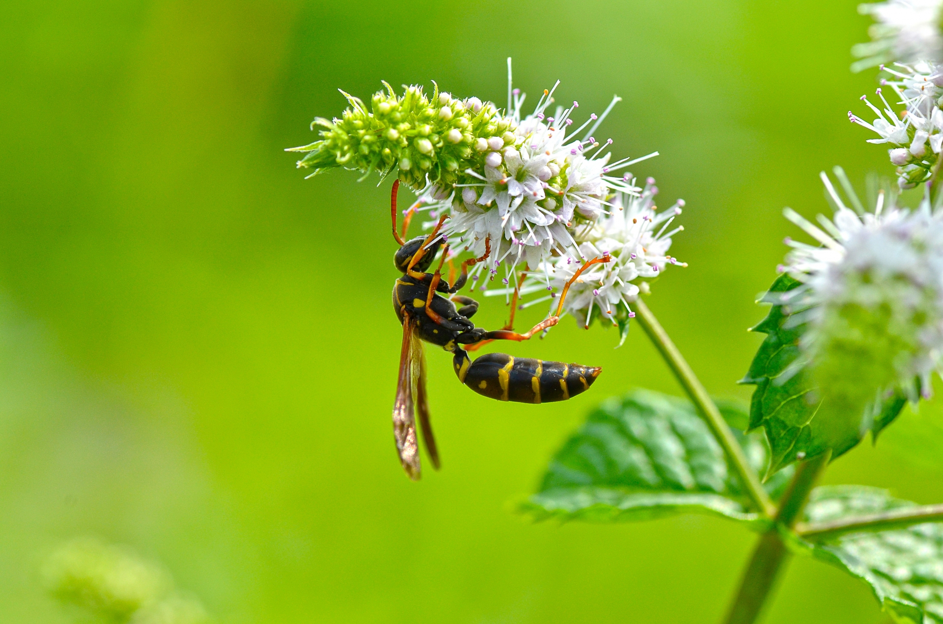 アシナガバチの巣の駆除方法まとめ!自分でも試せる4つの対処法を紹介!