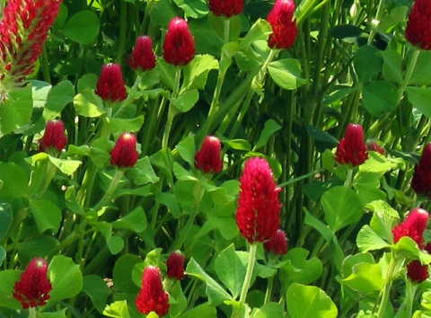 ストロベリーキャンドルとは？名前の由来や花言葉などの特徴をご紹介！