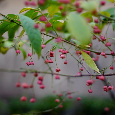 マユミとは？花・実の特徴や庭木として剪定方法など管理のコツを解説！