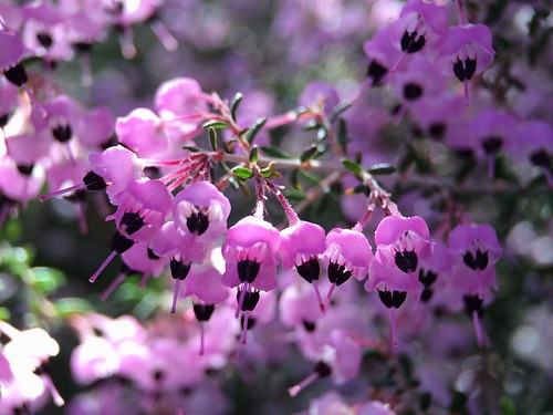 ジャノメエリカとは?名前の由来や花言葉などの特徴・見分け方をご紹介!