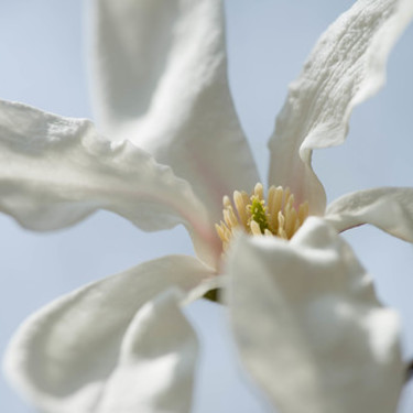 こぶしの花の特徴と見分け方！庭木としての開花時期や花言葉なども紹介