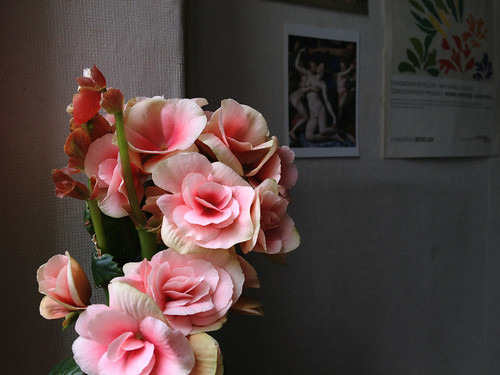 リーガースベゴニアの特徴と育て方！切り戻し剪定方法など管理のコツは？