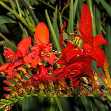 モントブレチアとは？花言葉や開花時期などの特徴と育て方をご紹介！