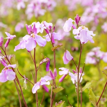 ムラサキハナナ（オオアラセイトウ）とは？花言葉などの特徴や育て方を紹介！