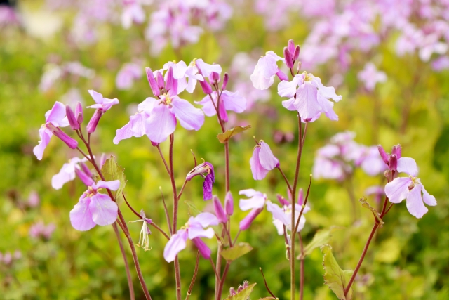 ムラサキハナナ(オオアラセイトウ)とは?花言葉などの特徴や育て方を紹介!