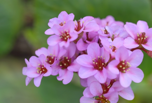 ヒラヤマユキノシタとは?小さなピンクの花の特徴と管理のコツを解説!