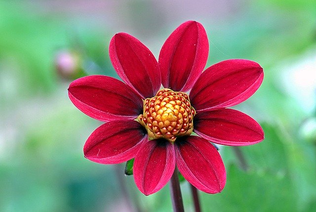 春植え球根12選!夏咲き・秋咲きなど開花時期別に人気品種を紹介!