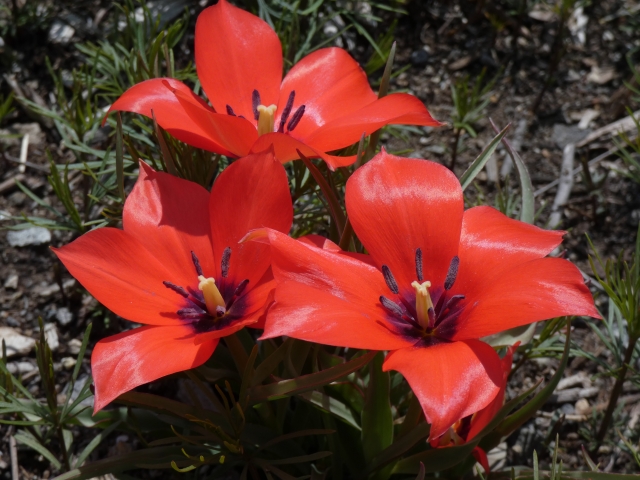 夏植え球根11選!春咲き・秋咲きなど開花時期別に人気品種を紹介!