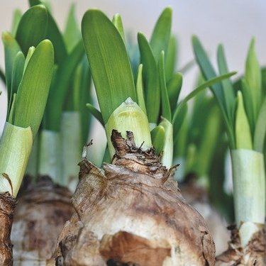 冬植え球根4選！冬咲き・夏咲きなど開花時期別に人気品種を紹介！