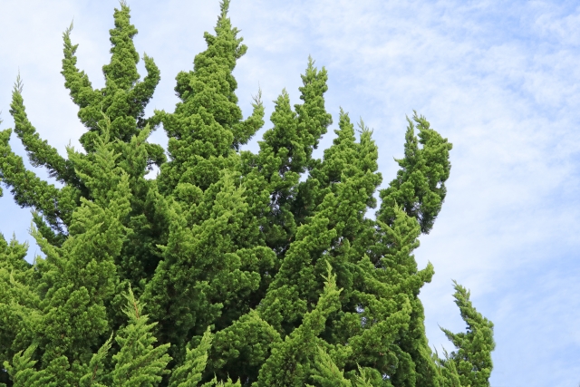 カイヅカイブキの育て方・管理方法!剪定時期や具体的なやり方を解説